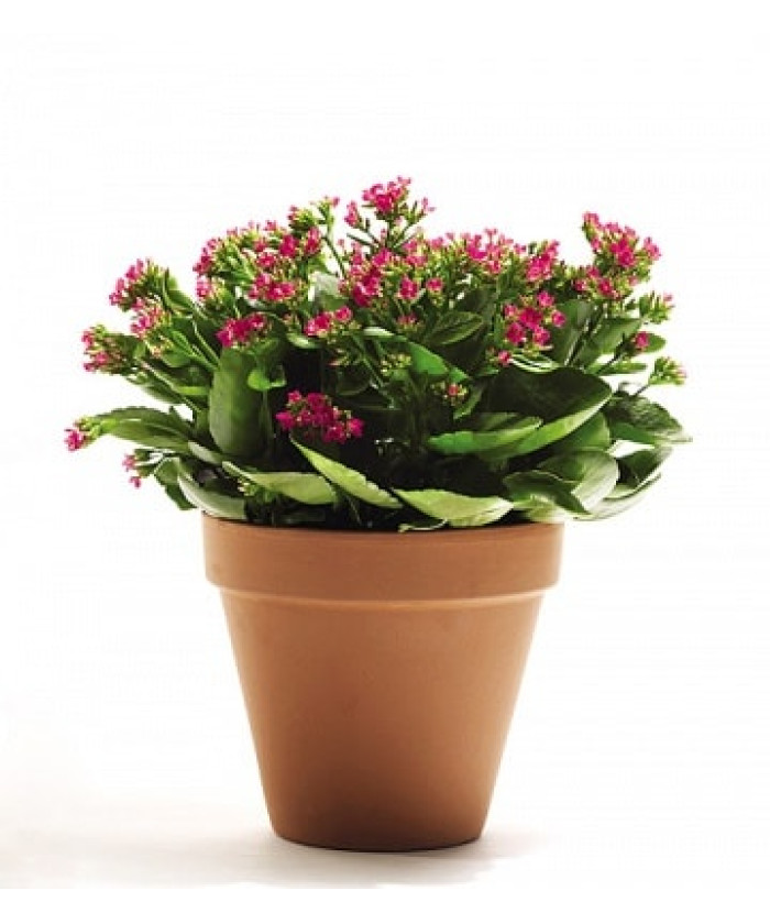 Каланхоэ Каландива 7/15см