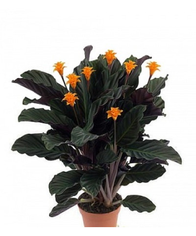 Калатея Кроката Тасмания 15/40см