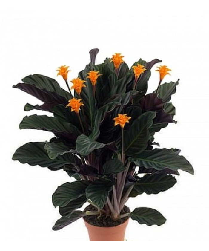 Калатея Кроката Тасмания 15/40см