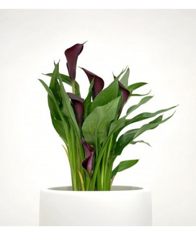 Калла 13/35см