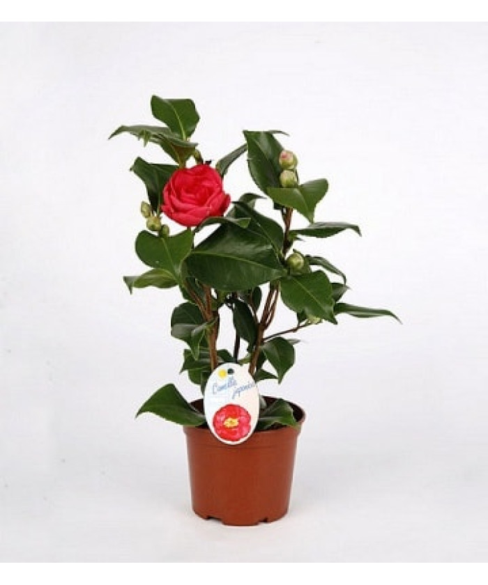 Камелия Японика 13х40см