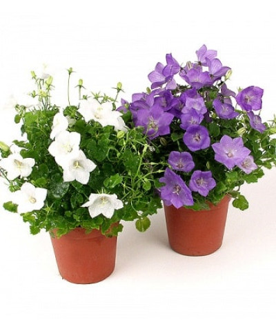 Кампанула колокольчик 12х25 см