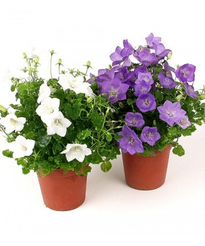 Кампанула колокольчик 12х25 см