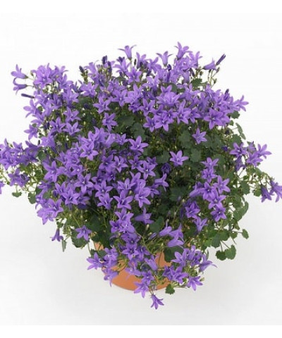 Кампанула Портеншлага 12х25 см