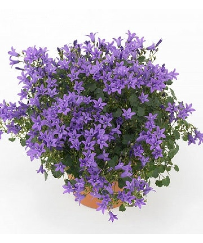 Кампанула Портеншлага 12х25 см