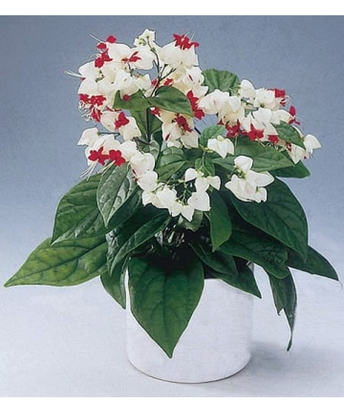 Клеродендрум Томпсона 13х40 см