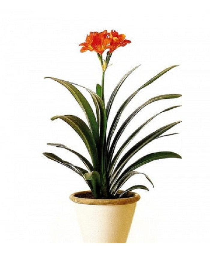 Кливия Миниата 12х35 см