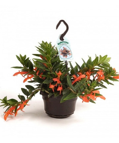 Колумнея Кракатау 14х30_см