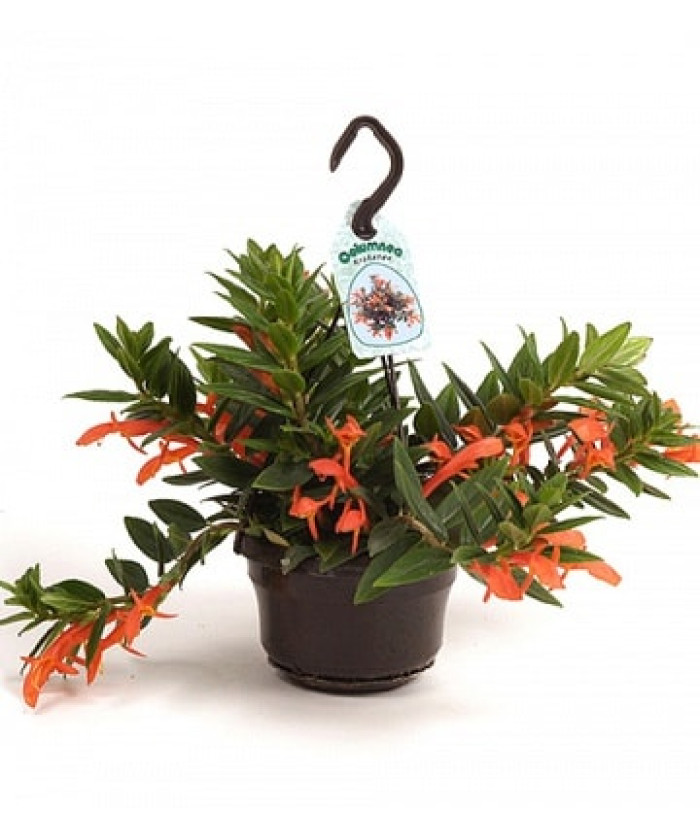 Колумнея Кракатау 14х30_см