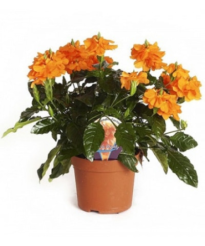 Кроссандра Фортуна 13х25 см