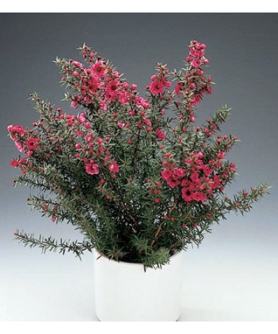 Лептоспермум 12х30 см