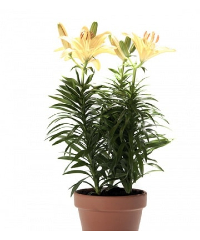 Лилия 13х50 см