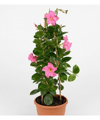 Мандевилла Сандавил 17х65см