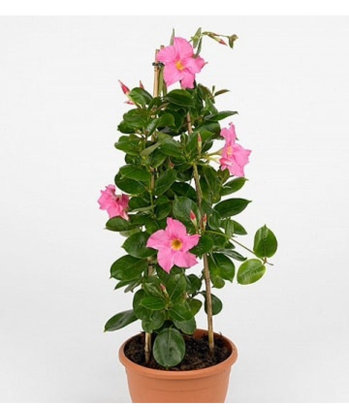 Мандевилла Сандавил 17х65см