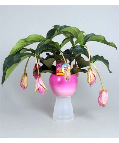 Мединилла Магнифика 17/50см 