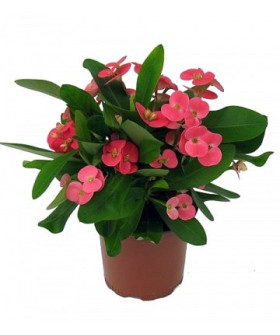 Молочай Мили 13х25см