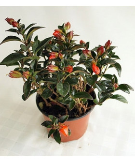 Нематантус 12х30см