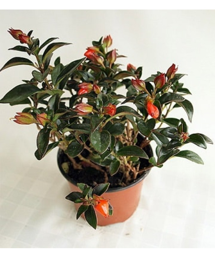 Нематантус 12х30см