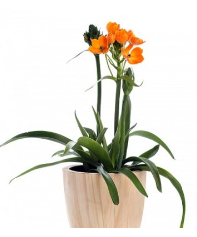 Орнитогалум Дубиум 12х30_см