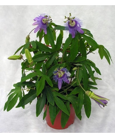 Пассифлора 12х45см