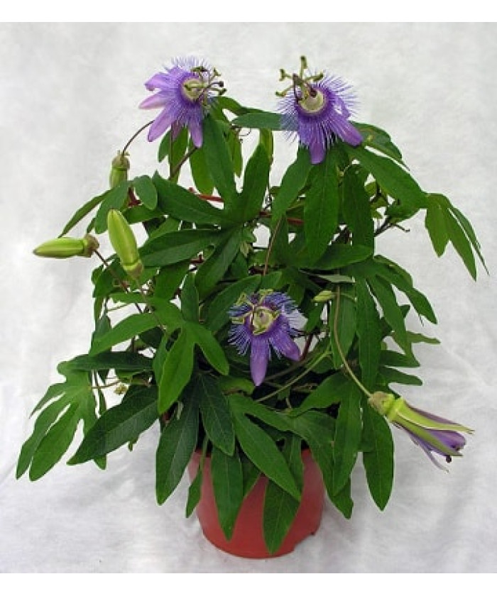 Пассифлора 12х45см