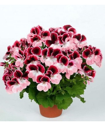 Пеларгония Грандифлора 12/28см