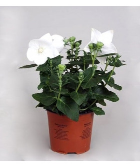 Платикодон Грандифлора 12х25 см