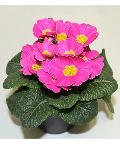 Примула Акаулис d9