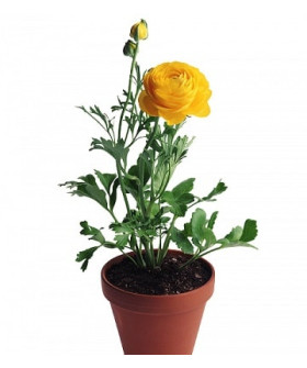 Ранункулюс 12х25 см