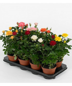 Роза Патио 10/30см