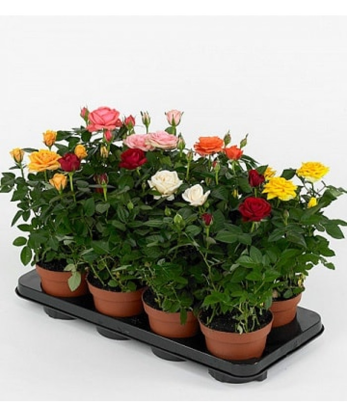 Роза Патио 10/30см