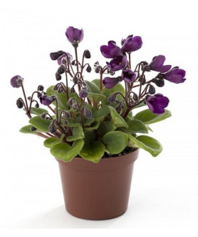 Сенполия Белз 12/20см