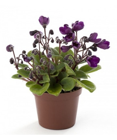 Сенполия Белз 12/20см