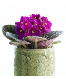 Сенполия Сити Лайн 12/20см