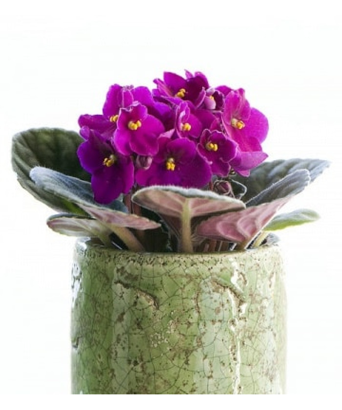 Сенполия Сити Лайн 12/20см