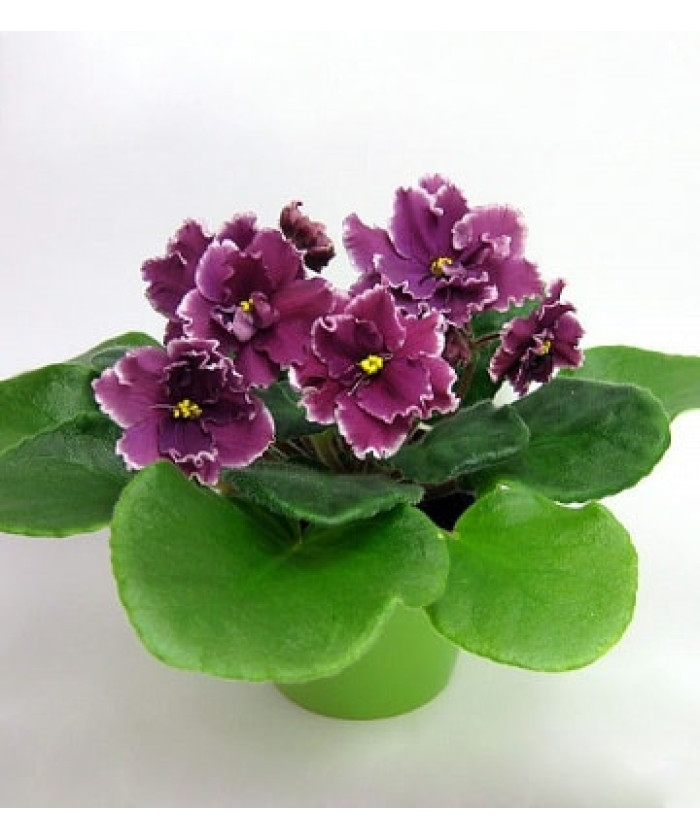 Сенполия Химера 12/20см