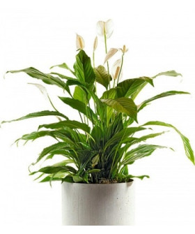 Спатифиллум 12х35см