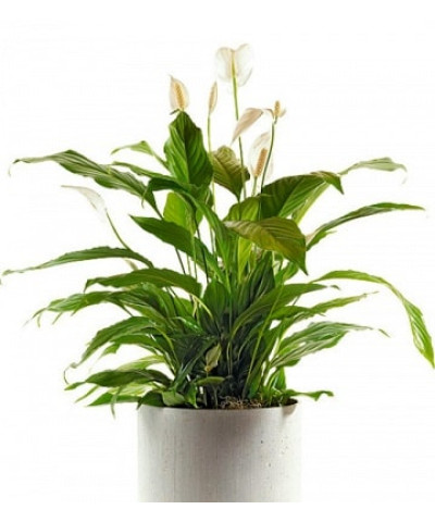 Спатифиллум 12х35см
