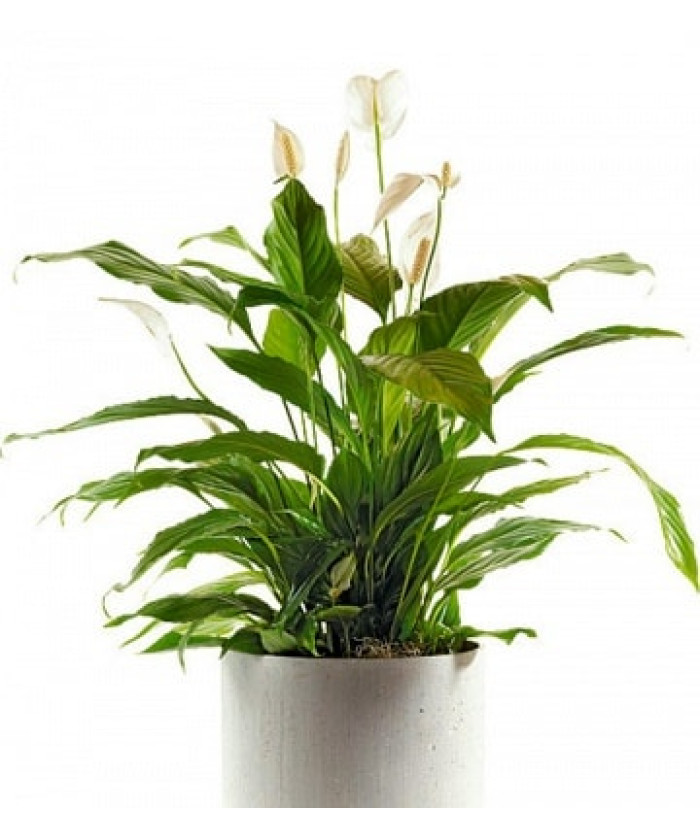 Спатифиллум 12х35см
