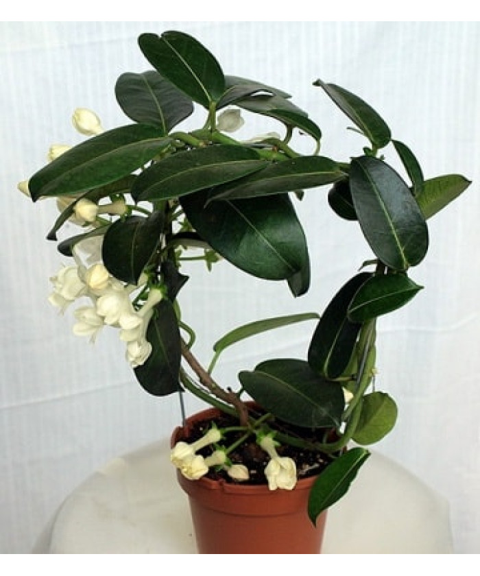 Стефанотис Флорибунда 12х35см