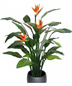 Стрелиция 17/60 (не цветущая)