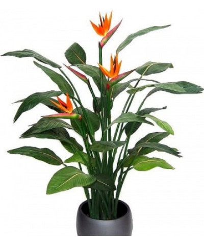 Стрелиция 17/60 (не цветущая)