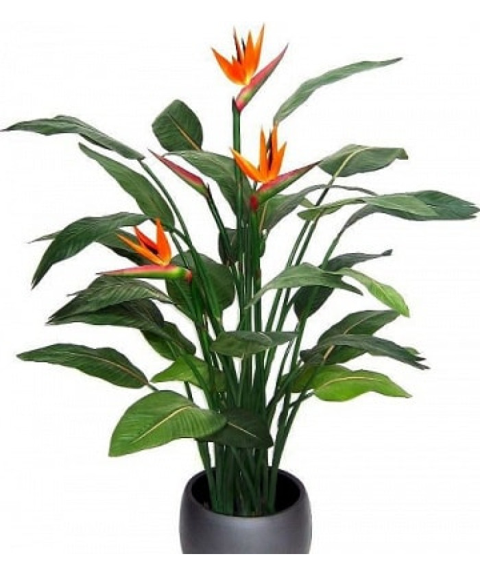 Стрелиция 17/60 (не цветущая)