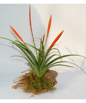 Тилландсия Флабеллата 12х40 см