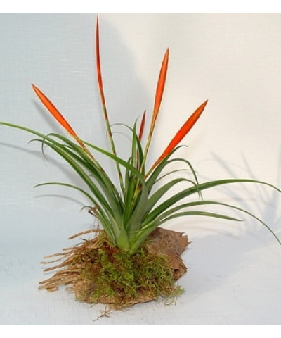 Тилландсия Флабеллата 12х40 см