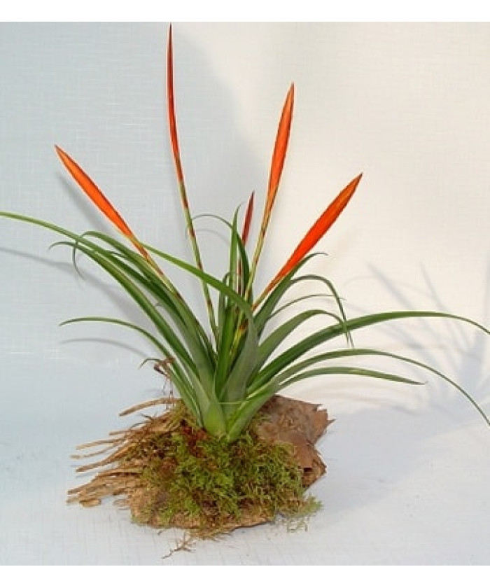 Тилландсия Флабеллата 12х40 см