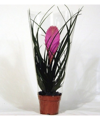 Тилландсия Цианея Анита 9х15 см