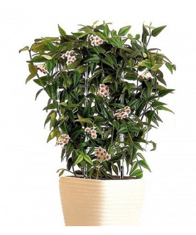 Хойя Белла 12х45см