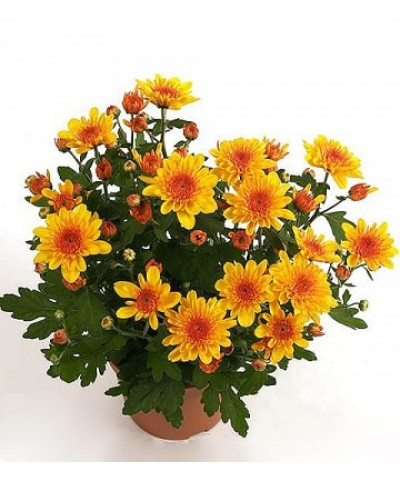 Хризантема 12х30см