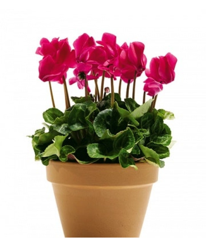 Цикламен 10х25см